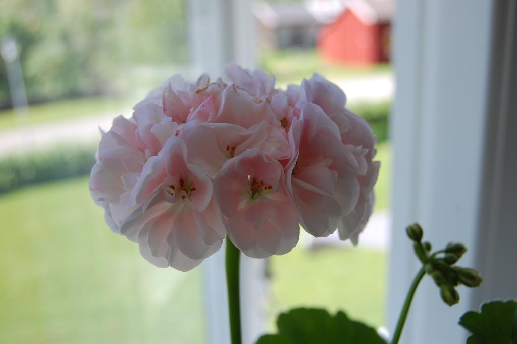 Brunnsgarden Bed & Breakfast Skellefteå Dış mekan fotoğraf